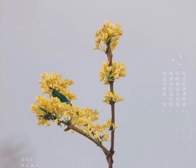 ee64e0f202b24995b364fa64b32876e0.Jpeg