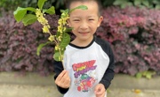 桂花飘香香满园——中班级组桂花主题活动